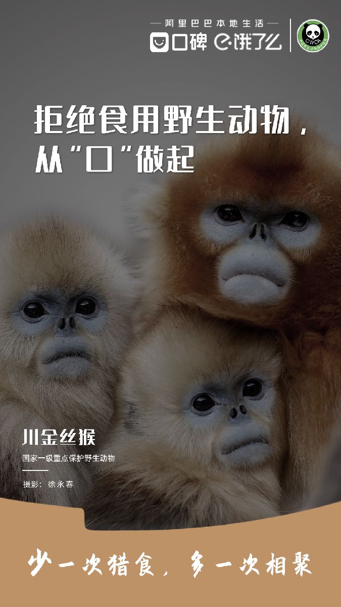 川金丝猴.jpg