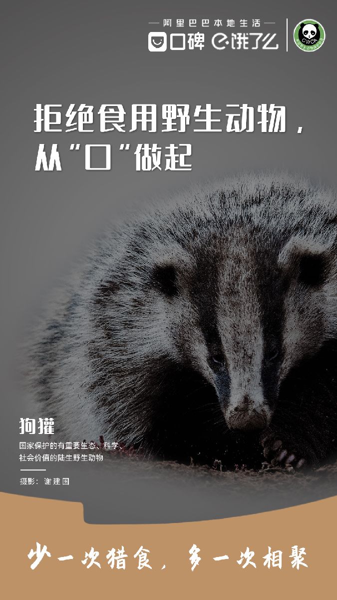 狗獾.jpg
