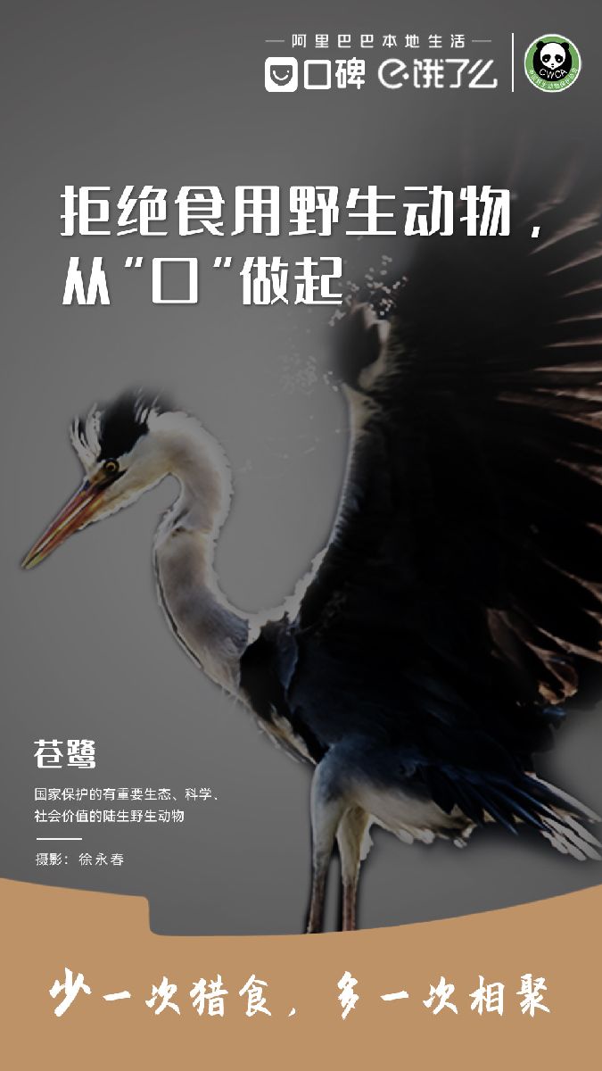 苍鹭.jpg