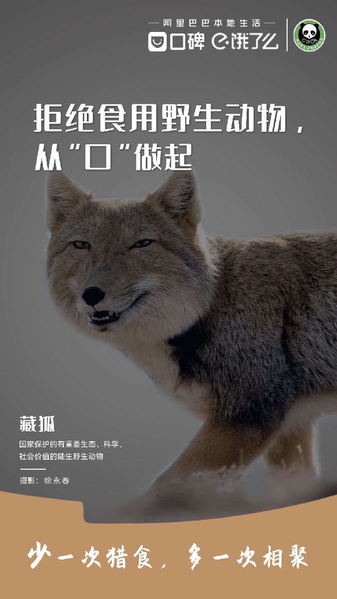 藏狐.jpg