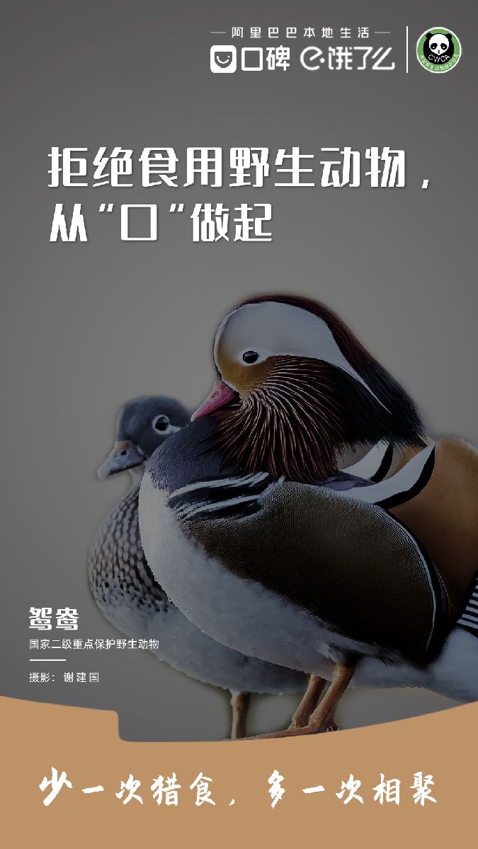 鸳鸯.jpg